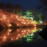 高田城の桜ライトアップ
