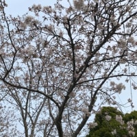 こちらの桜は、３～６分咲きです。