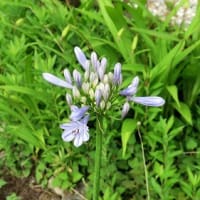 「アバがンサス」の花、バージン花です。
