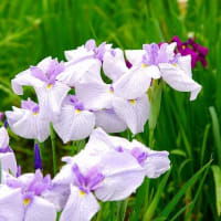 2025年6月「花菖蒲」を記録してきました。