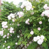 変換間違い(*ﾉωﾉ)
