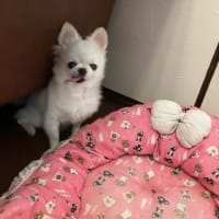 りり花の様子