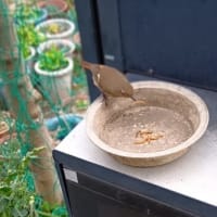 ジョウビタキと「会話」／難聴者の孤独をいやされた