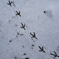 雪道