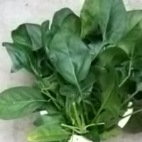 ほうれん草の収穫