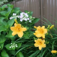 6月の花