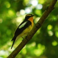 narcissus flycatcher　初めて撮影