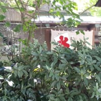 東照宮第一商店と鶯団子と動物園の風景