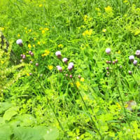 アザミの花ですね❗