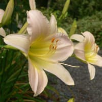 夏の花：ヘメロカリス