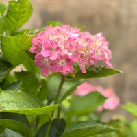 新しい毎日の顔　　〜花の中の花〜