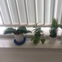ミニ植物たちの紹介