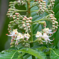 西洋トチノキ（マロニエ）の花