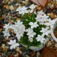 お喋りランチ／庭の花