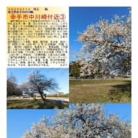 花巡り「梅－352」　幸手市中川崎付近③