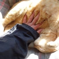 わしゃわしゃわしゃ・・・