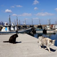 瀬戸内G島の猫たち　2025年2月　その13