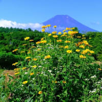 忍野村からの富士山（7/10 m）