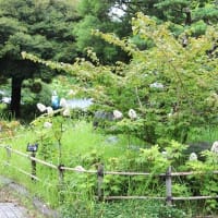 農業文化園・戸田川緑地　ジャカランダ開花とネムノキ＆あじさいも✊👊