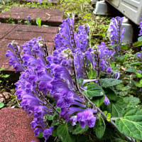 タツナミソウ（立浪草）の花