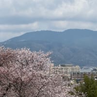 茶臼山の桜と古墳