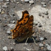 蝶々です。
