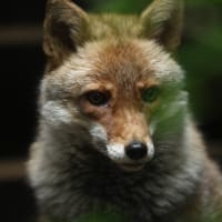 イヌ科