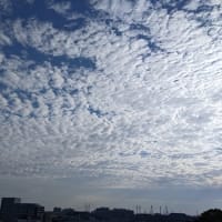 ２０２５・６・２９～７・１雲・アガパンサス・ムクゲ・１輪咲いたコオニユリ
