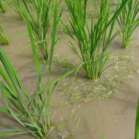 ６月２７日（金）　たか田んぼの除草作業②