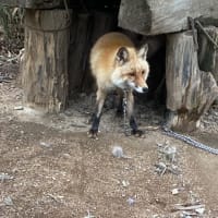 初めてのノースサファリ