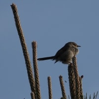 05/07探鳥記録写真-2：はまゆう公園の鳥たち（ウグイス、ホオジロ、ムクドリ、カワラヒワ、）