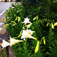 ユリの花と鯉のぼり