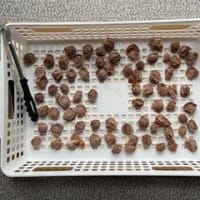 梅干しを作る