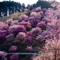 また来年の桜を楽しみにして-奈良県東吉野村：高見の郷