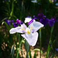 今年の大和中央公園の花菖蒲