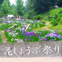 祭り６日目、令和７年６月１８日、見頃になってきました