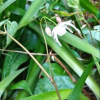 春の花々