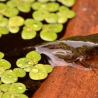 庭で繫殖するアマガエル 2021（３）　オタマからカエルへ