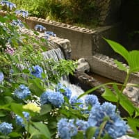 下仁田あじさい園・小野池あじさい公園等