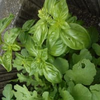 ミニ菜園はいつも旬