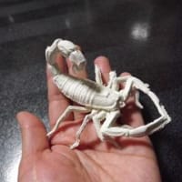 蠍　サソリ