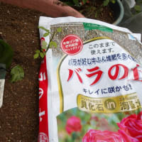 ブルーベルの球根堀り