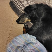 6月になりました