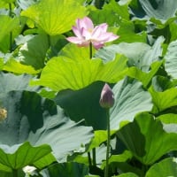 ハス沼に花より目立つ赤日傘／葉の上でバンはひたすら羽繕い（伊佐沼）