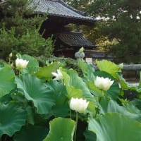曹源寺～2025年7月8日