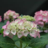 梅雨入りま～だ？