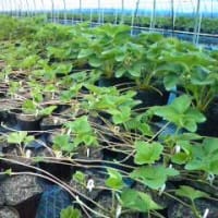 花むすめ おさむのブログ 苺一会 花むすめ おさむのブログ 苺一会