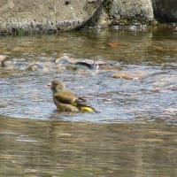 バンの幼鳥