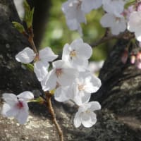 ２０２５年の桜