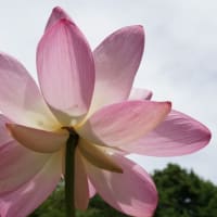 夏の花：大賀蓮